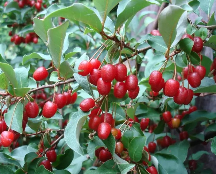 Elaeagnus multiflora - Hlošina mnohokvětá - goumi 